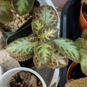 4 for $16 Episca varieties